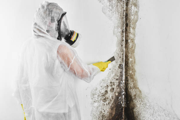 Best Attic Mold Removal  in Glen Gardner, NJ