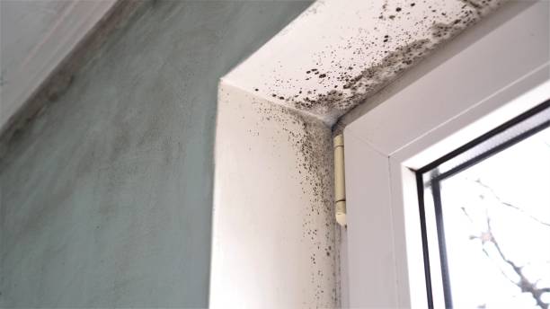 Best Residential Mold Removal  in Glen Gardner, NJ