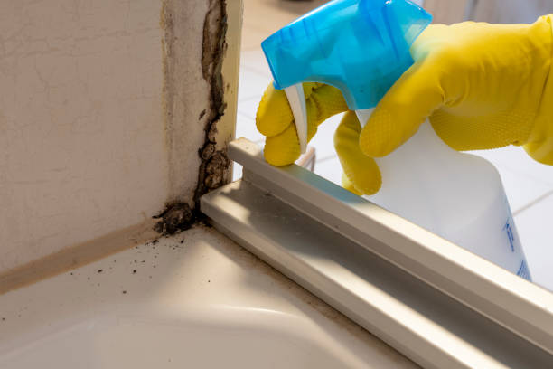 Best Certified Mold Removal  in Glen Gardner, NJ