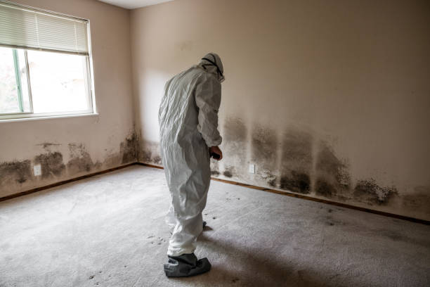 Best Same-Day Mold Removal  in Glen Gardner, NJ